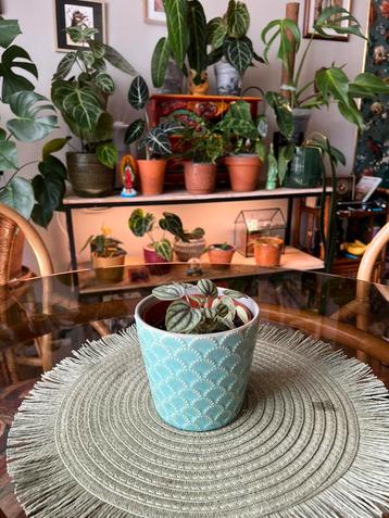 Peperomia albovittata rana, Enlèvement