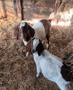lammetjes, Dieren en Toebehoren, Schapen, Geiten en Varkens, Vrouwelijk, Geit, 0 tot 2 jaar
