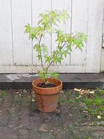 Acer Palmatum - 40cm, Vaste plant, Overige soorten, Ophalen, Bloeit niet