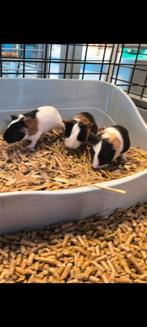 Jonge cavia's, Dieren en Toebehoren