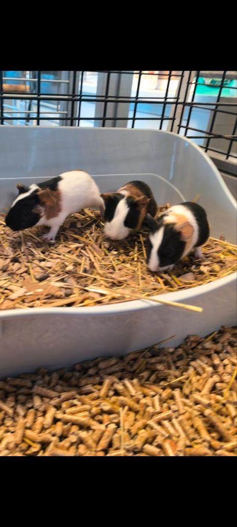 Jonge cavia's, Dieren en Toebehoren, Konijnen