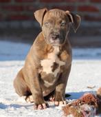Amerikaanse Stafford pups, Dieren en Toebehoren, Honden | Jack Russells en Terriërs, Parvo, België, 8 tot 15 weken, American Staffordshire Terriër