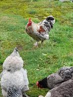 kippen en haantje, Dieren en Toebehoren, Meerdere dieren, Kip