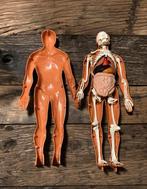 Vintage anatomisch model - pop met skelet, Ophalen of Verzenden