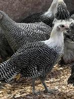 Zilverbrakels, Plusieurs animaux, Poule ou poulet