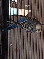 Grasparkieten, Dieren en Toebehoren, Tam