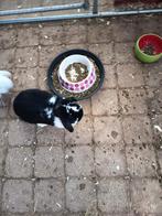 Hangoor x minilop voedsters, Dieren en Toebehoren, Konijnen, Groot, Hangoor