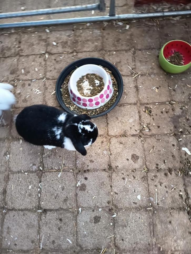 Hangoor x minilop voedsters, Dieren en Toebehoren, Konijnen, Groot, Hangoor