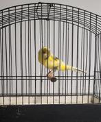 Postuur canari.2025, Dieren en Toebehoren