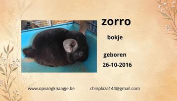Zorro en pluisje zoeken een mooie thuis beschikbaar voor biedingen