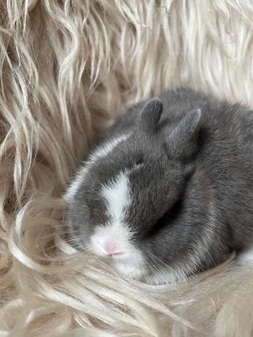 Heel mooi bonte kleurdwerg beschikbaar voor biedingen