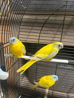 3 turqoisines, Dieren en Toebehoren, Vogels | Parkieten en Papegaaien