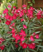 Oleander struiken, Rode & Roze soort in pot, +/- 50 cm = 15€, Zomer, Vaste plant, Ophalen of Verzenden, Overige soorten