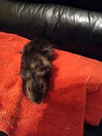 Cavia, Dieren en Toebehoren, Knaagdieren, Cavia, Mannelijk, November, Tam