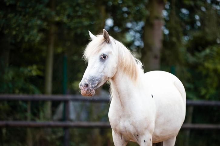 Halve stal gezocht, Dieren en Toebehoren, Paarden