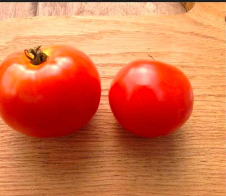 Tomaat Merveilles des serres, Antiquités & Art, Antiquités | Livres & Manuscrits, Enlèvement ou Envoi