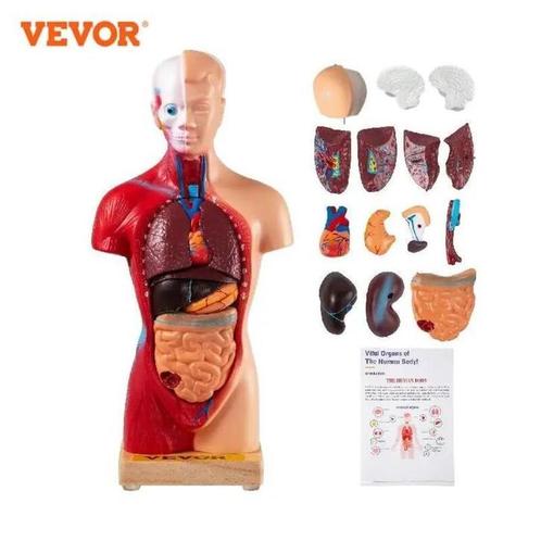 Menselijk Torso Anatomie - Model 15, Diversen, Schoolbenodigdheden