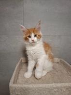 Te koop maine coon kitten, Dieren en Toebehoren, Kater, Gechipt, 0 tot 2 jaar