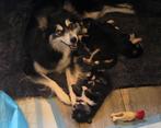 F3 Pomsky pups (mini-husky), Dieren en Toebehoren, Honden | Poolhonden, Keeshonden en Oertypen, België, Fokker | Hobbymatig, Overige rassen