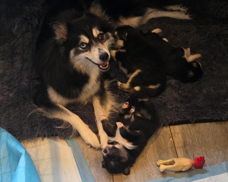 F3 Pomsky pups (mini-husky), Dieren en Toebehoren, Honden | Poolhonden, Keeshonden en Oertypen, Meerdere dieren, Overige rassen