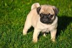 Mops mopshond pups, Dieren en Toebehoren, 15 weken tot 1 jaar, Overige rassen, Buitenland, CDV (hondenziekte)
