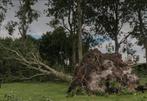 Gratis opruimen bomen, Ophalen