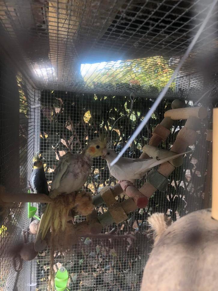 2 jonge valkparkieten, Dieren en Toebehoren, Vogels | Parkieten en Papegaaien, Parkiet, Meerdere dieren, Tam