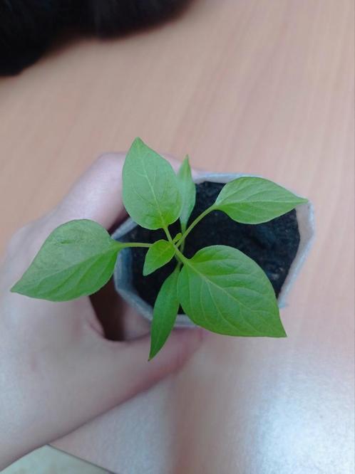 Cetinel | Peper Planten, Tuin en Terras, Planten | Tuinplanten, Ophalen