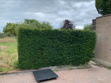 Gratis taxus haag 400x180x80 beschikbaar voor biedingen