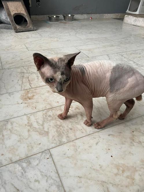 Mooie sphynx dekkater met stamboom, Dieren en Toebehoren, Katten en Kittens | Raskatten | Korthaar, Kater, 3 tot 5 jaar, Met stamboom