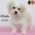 Havanezer "Misty", zoekt een lieve baas, Dieren en Toebehoren, Honden | Chihuahua's en Gezelschapshonden, België, 15 weken tot 1 jaar