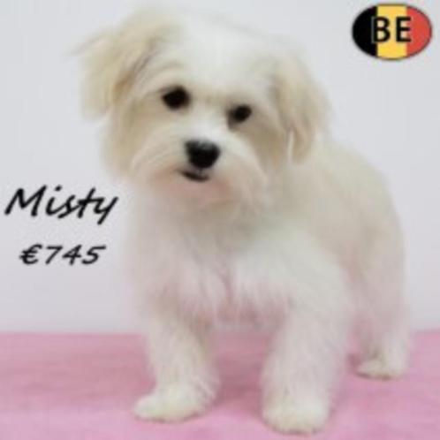 Havanezer "Misty", zoekt een lieve baas, Dieren en Toebehoren, Honden | Chihuahua's en Gezelschapshonden, Teef, Overige rassen