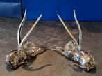 Gazelles de Kito et Jabali, Collections, Swarovski, Enlèvement