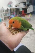 7 Maanden Oude Papegaai Roseicollis