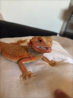 Baardagaam, Animaux & Accessoires, Reptiles & Amphibiens, Amphibien, Domestique, 0 à 2 ans