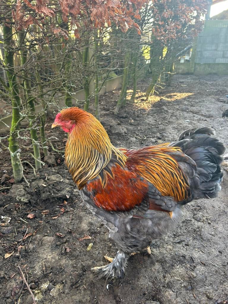 Brahma blauwpatrijs koppel te koop tt, Dieren en Toebehoren, Meerdere dieren, Kip