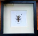 Kever in zwarte kader, Dieren en Toebehoren, Insecten en Spinnen