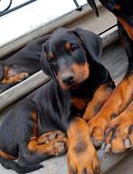 Dobermann puppy's te koop, België, Fokker | Hobbymatig, Overige rassen, 8 tot 15 weken