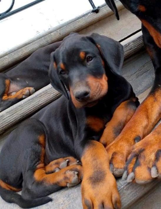 Dobermann puppy's te koop, Dieren en Toebehoren, Honden | Bulldogs, Pinschers en Molossers, Meerdere dieren, Overige rassen, Fokker | Hobbymatig