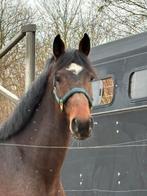 Springpaard 17/06/2022, Dieren en Toebehoren, Ruin, Springpaard