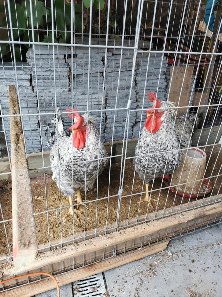 Gezocht gratis kippen, Dieren en Toebehoren, Overige Dieren, Vrouwelijk, Januari