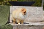 Pomeriaan, Dieren en Toebehoren, Honden | Poolhonden, Keeshonden en Oertypen, België, Keeshond, CDV (hondenziekte), 8 tot 15 weken