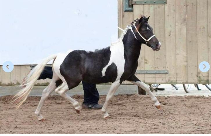 Merrie, Ster merrie, minipaard, miniatuurpaard, NMPRS,pony, Dieren en Toebehoren, Pony's, Merrie, Niet van toepassing, A pony (tot 1.17m)
