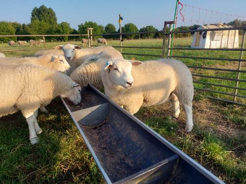 Franse Texel dekrammen, Dieren en Toebehoren, Schapen, Geiten en Varkens, Schaap, Mannelijk, 0 tot 2 jaar