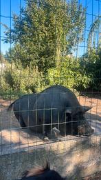 Hangbuik varken, Dieren en Toebehoren, Januari, Vrouwelijk