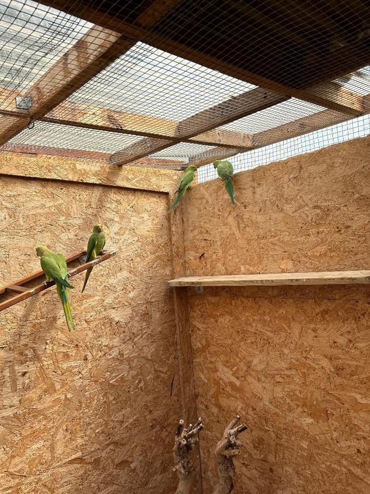 Halsbandparkieten, Dieren en Toebehoren, Vogels | Parkieten en Papegaaien, Parkiet, Meerdere dieren