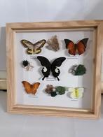 Taxidermy, Enlèvement ou Envoi, Neuf, Insecte, Animal empaillé