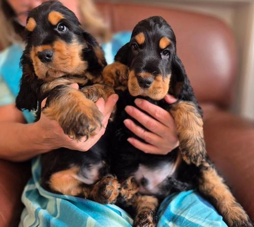 Engelse Cocker-spaniël-puppy's, Dieren en Toebehoren, Honden | Retrievers, Spaniëls en Waterhonden, Meerdere dieren, Spaniël, Fokker | Hobbymatig