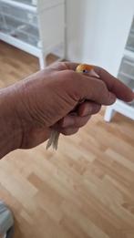 Satine jaune 2025 petite taille, Animaux & Accessoires, Femelle, Domestique