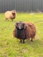 Mooie Ouessant Ram, Dieren en Toebehoren, Schapen, Geiten en Varkens, Mannelijk, Schaap, 3 tot 5 jaar